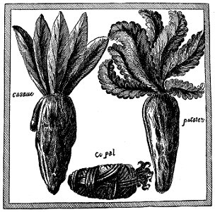 Champlain - Oeuvres de Champlain publiées sous le patronage de l'Université Laval, Tome 1, 1870 - planche - 044
