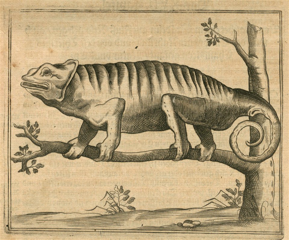 Chameleon from Egypt - Breuning Von Buchenbach Hans Jacob - 1612