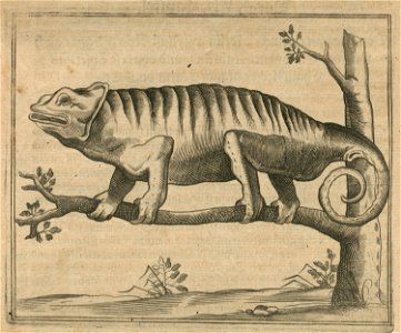 Chameleon from Egypt - Breuning Von Buchenbach Hans Jacob - 1612