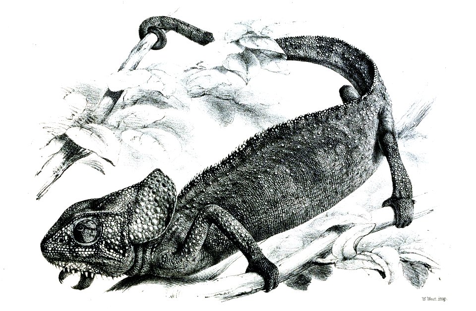 ChamaeleonMonachusFord