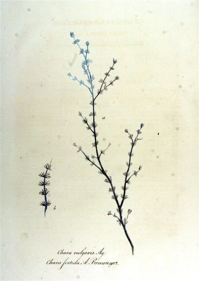 Chara foetida — Flora Batava — Volume v12