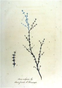 Chara foetida — Flora Batava — Volume v12