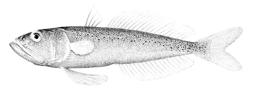 Champsodon fimbriatus