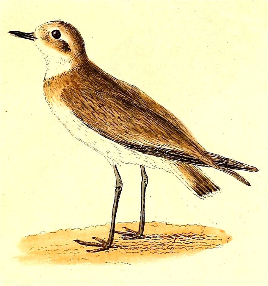Charadrius leschenaultii 1832