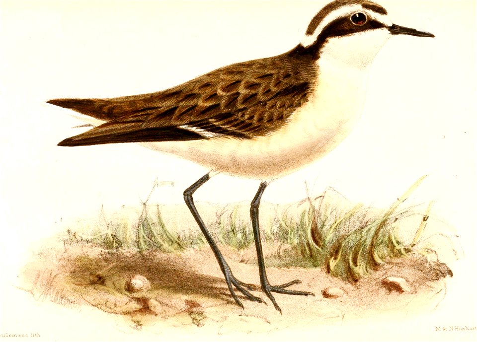 Charadrius sanctaehelenae 1873
