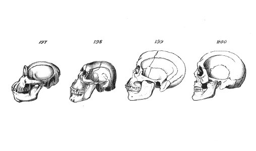 Chapman, Evolution of Life Figs 197-200