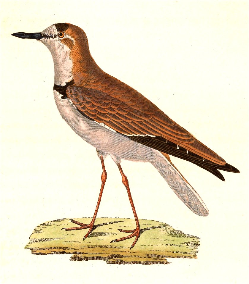 Charadrius collaris 1838