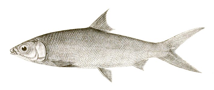 Chanos salmoneus Achilles 166. Free illustration for personal and commercial use.