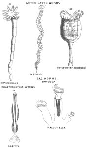 Chapman, Evolution of Life Figs 33-37