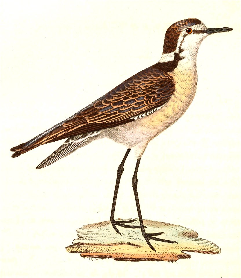 Charadrius pecuarius 1838