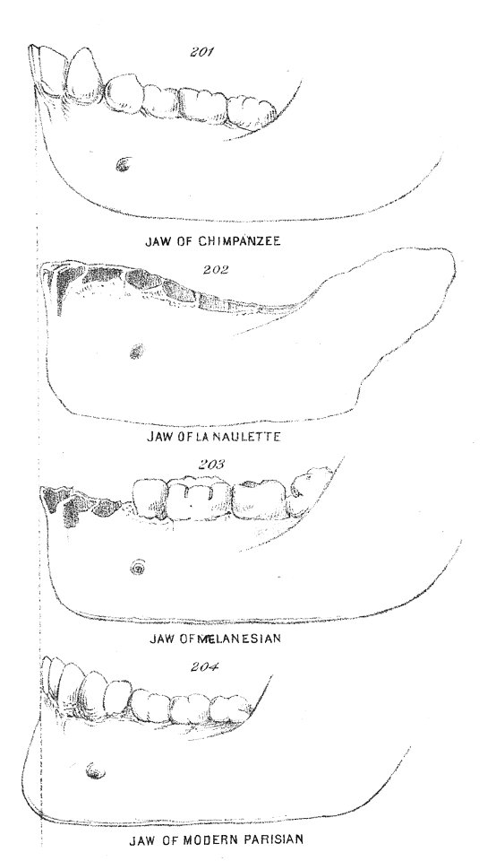 Chapman, Evolution of Life Figs 201-204