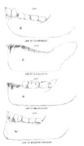 Chapman, Evolution of Life Figs 201-204