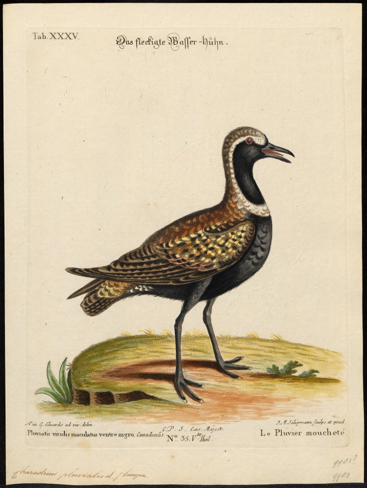 Charadrius apricarius - 1700-1880 - Print - Iconographia Zoologica - Special Collections University of Amsterdam - UBA01 IZ17200187