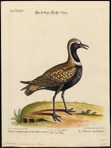 Charadrius apricarius - 1700-1880 - Print - Iconographia Zoologica - Special Collections University of Amsterdam - UBA01 IZ17200187