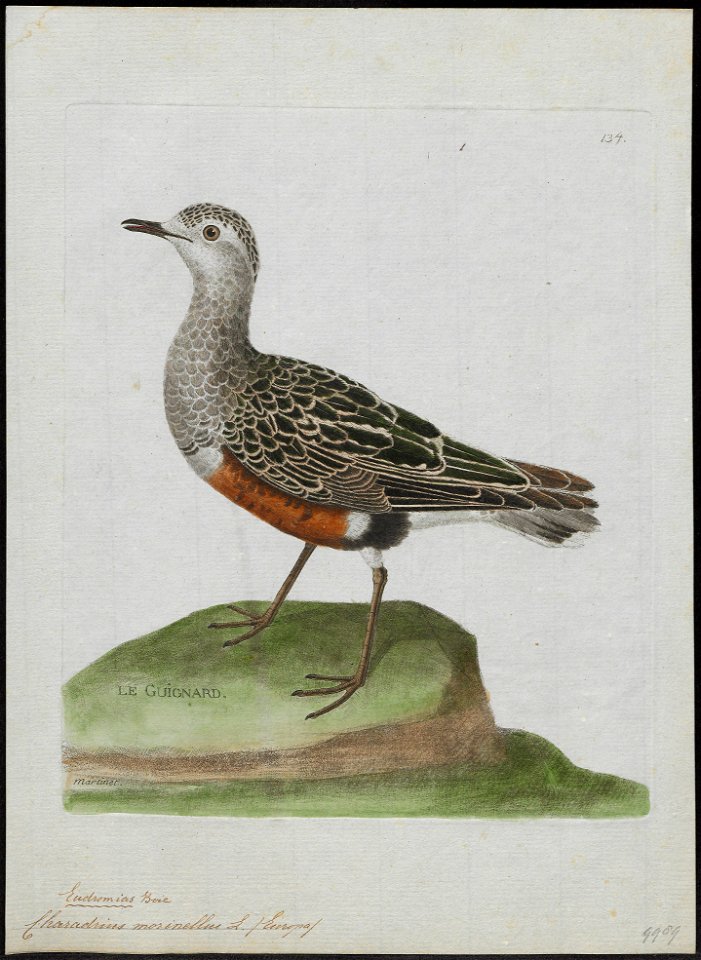 Charadrius morinellus - 1790-1796 - Print - Iconographia Zoologica - Special Collections University of Amsterdam - UBA01 IZ17200203