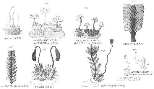 Chapman, Evolution of Life Figs 113-120