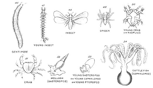 Chapman, Evolution of Life Figs 46-54