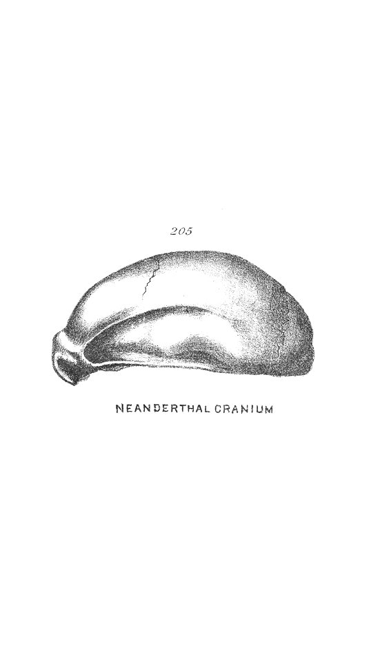 Chapman, Evolution of Life Fig 205