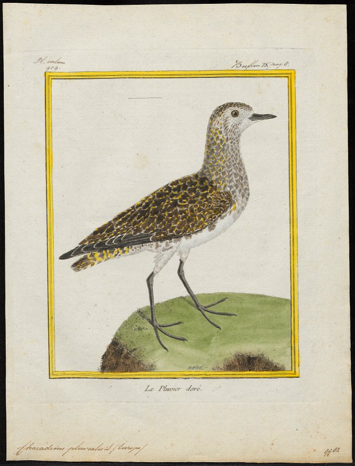 Charadrius apricarius - 1700-1880 - Print - Iconographia Zoologica - Special Collections University of Amsterdam - UBA01 IZ17200183