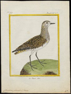 Charadrius apricarius - 1700-1880 - Print - Iconographia Zoologica - Special Collections University of Amsterdam - UBA01 IZ17200183