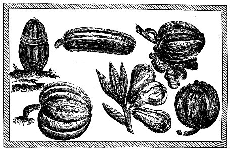 Champlain - Oeuvres de Champlain publiées sous le patronage de l'Université Laval, Tome 1, 1870 - planche - 045