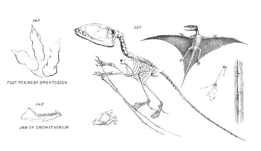 Chapman, Evolution of Life Figs 148-150