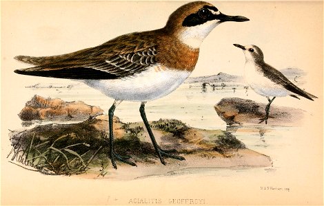 Charadrius leschenaultii 1870