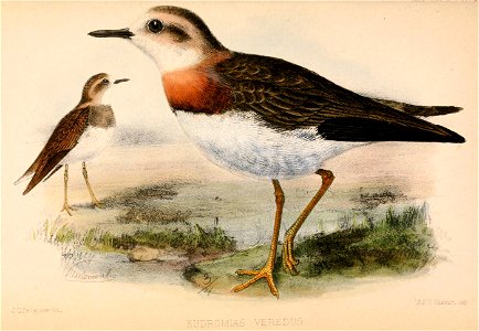 Charadrius veredus 1870