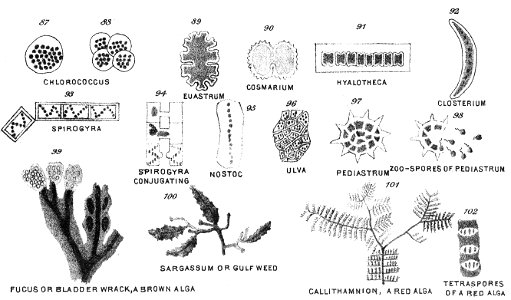 Chapman, Evolution of Life Fig 205 - Free Stock Illustrations | Creazilla