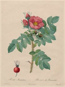 Chapuy, after Pierre- Joseph Redouté - Kamtschatka Rose (Rosa Kamtschatica), from Redouté,  Les Roses, Paris, 1817–1824) - Google Art Project