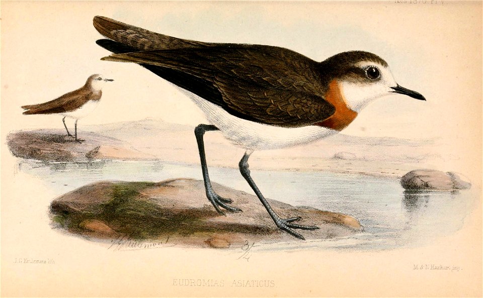 Charadrius asiaticus 1870