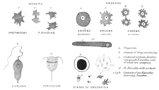 Chapman, Evolution of Life Figs 1-10
