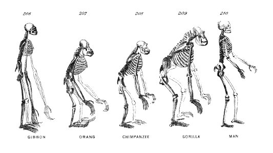 Chapman, Evolution of Life Figs 206-210