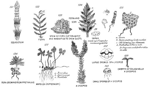 Chapman, Evolution of Life Figs 121-129