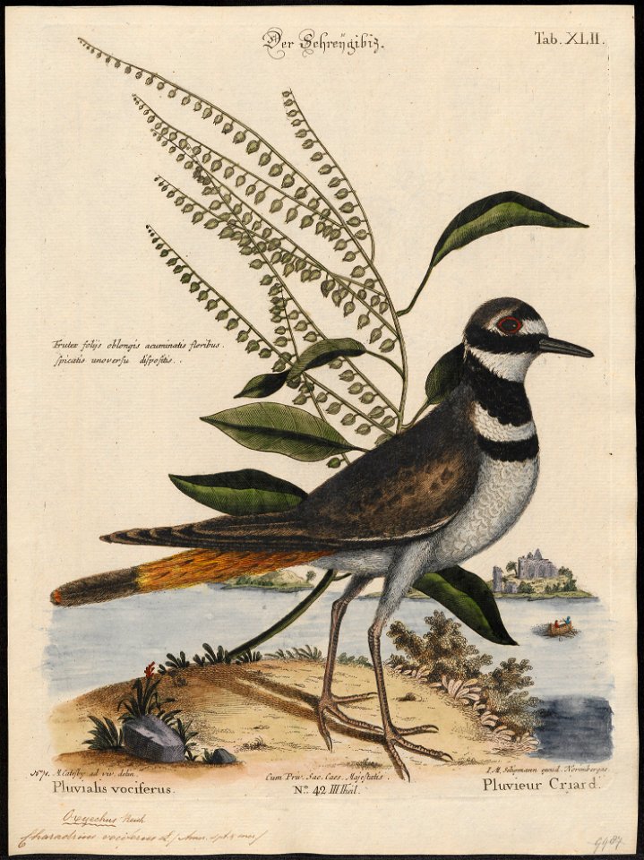 Charadrius vociferus - 1700-1880 - Print - Iconographia Zoologica - Special Collections University of Amsterdam - UBA01 IZ17200197