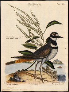 Charadrius vociferus - 1700-1880 - Print - Iconographia Zoologica - Special Collections University of Amsterdam - UBA01 IZ17200197