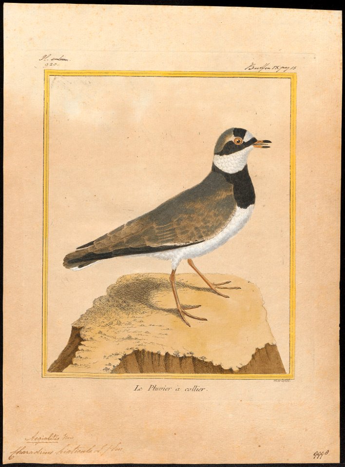 Charadrius hiaticula - 1700-1880 - Print - Iconographia Zoologica - Special Collections University of Amsterdam - UBA01 IZ17200219
