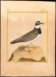 Charadrius hiaticula - 1700-1880 - Print - Iconographia Zoologica - Special Collections University of Amsterdam - UBA01 IZ17200219