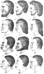 Chapman, Evolution of Life Faces of men