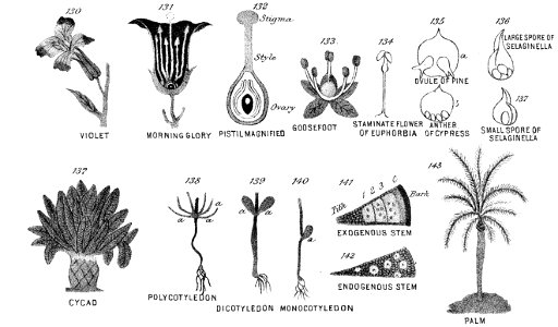 Chapman, Evolution of Life Figs 130-143