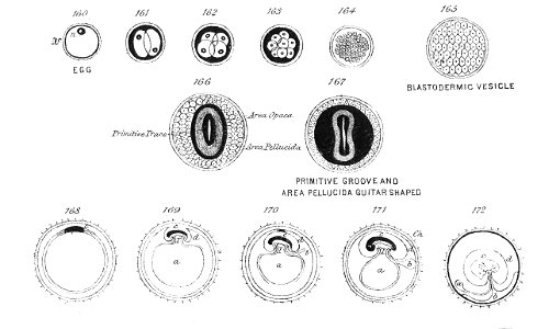 Chapman, Evolution of Life Fig 205 - Free Stock Illustrations | Creazilla