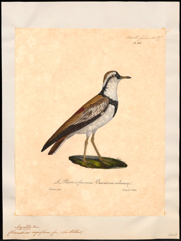 Charadrius nigrifrons - 1825-1834 - Print - Iconographia Zoologica - Special Collections University of Amsterdam - UBA01 IZ17200233