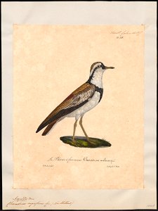 Charadrius nigrifrons - 1825-1834 - Print - Iconographia Zoologica - Special Collections University of Amsterdam - UBA01 IZ17200233