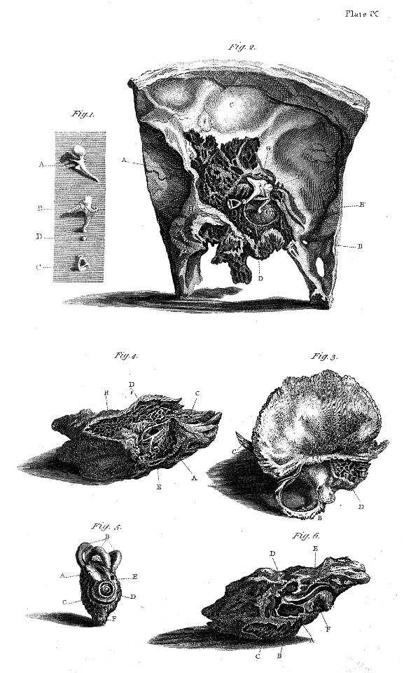 Charles Bell, The Anatomy of the Human Body Wellcome L0022055