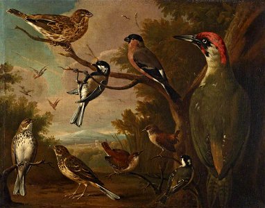 Charles Collins (c.1680-1744) - British Birds, Corn Bunting, Great Tit, Bullfinch, Green Woodpecker, Pipits, Wrens, and a Coal Tit - 515474 - National Trust