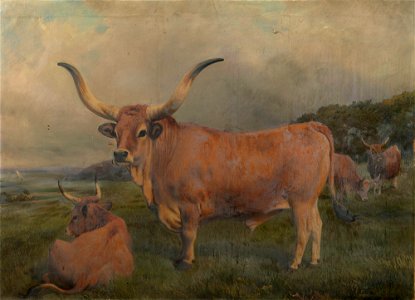 Charles Burton Barber (1845-94) - A group of Spanish Oxen - RCIN 404095 - Royal Collection