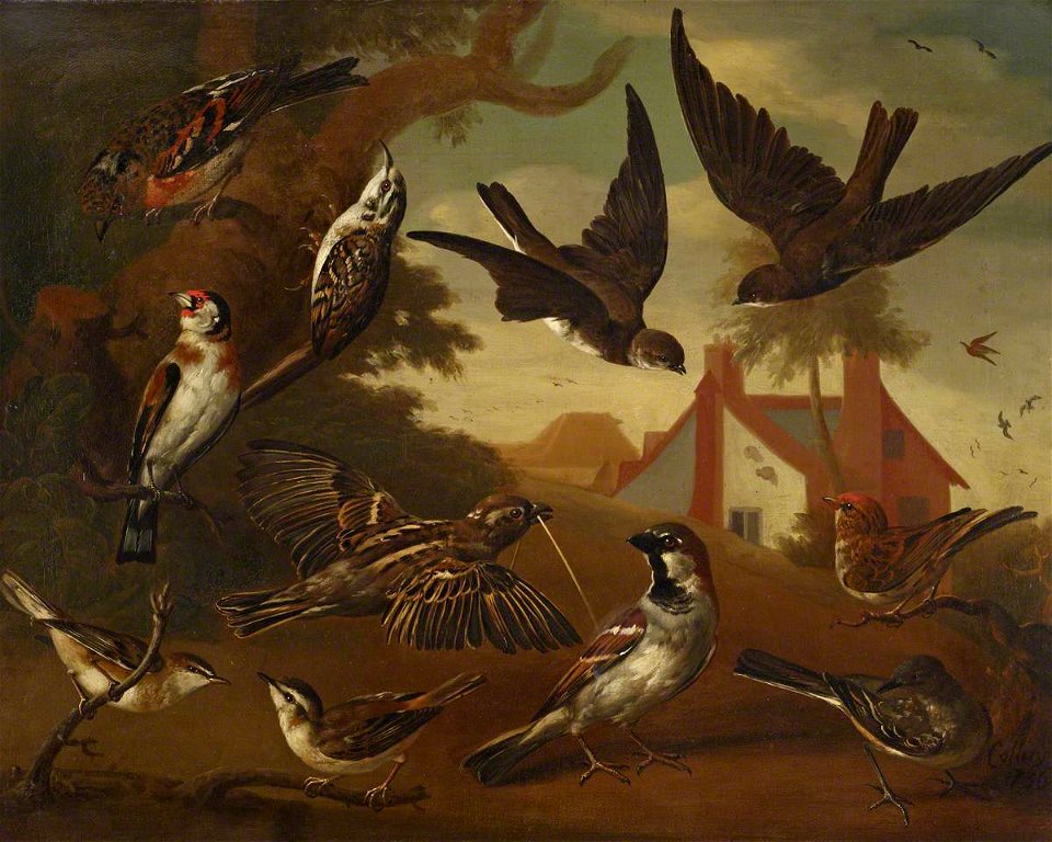Charles Collins (c.1680-1744) - British Birds, Brambling, Tree Creeper, Sand Martins, Goldfinch, a Pair of House Sparrows, a Pair of Sedge Warblers, and a Wagtail - 515469 - National Trust