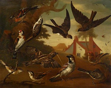 Charles Collins (c.1680-1744) - British Birds, Brambling, Tree Creeper, Sand Martins, Goldfinch, a Pair of House Sparrows, a Pair of Sedge Warblers, and a Wagtail - 515469 - National Trust