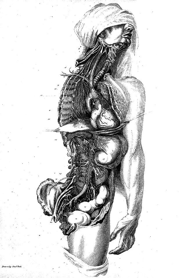 Charles Bell, Engravings of the Arteries Wellcome L0022057
