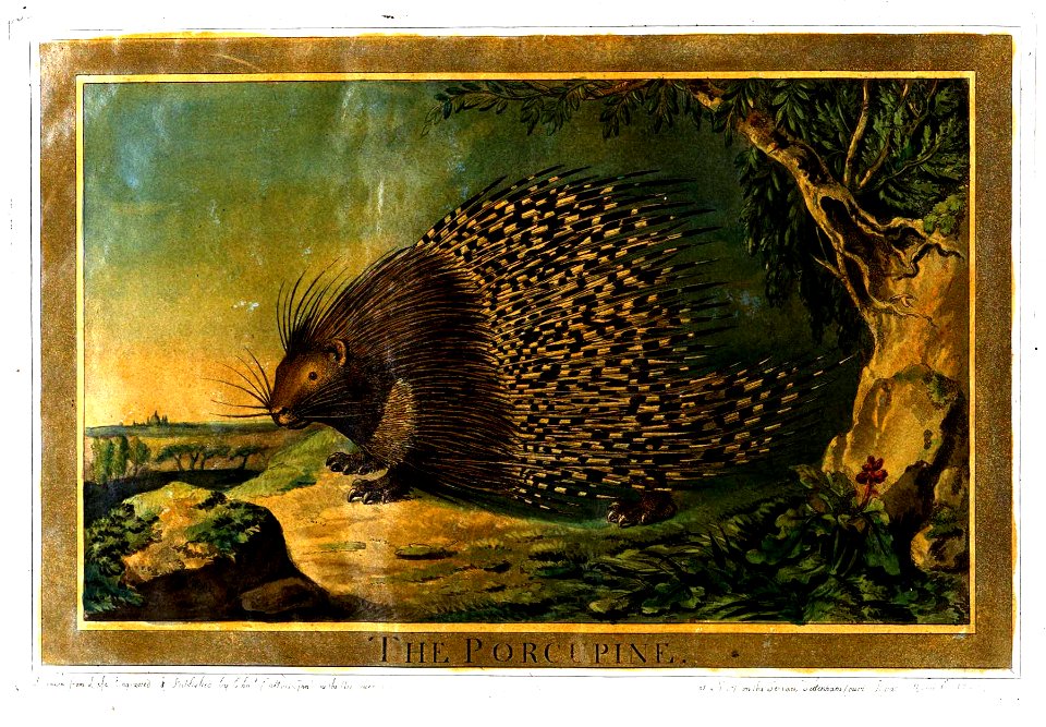 Charles Catton, Animals (1788) Page70 Image1